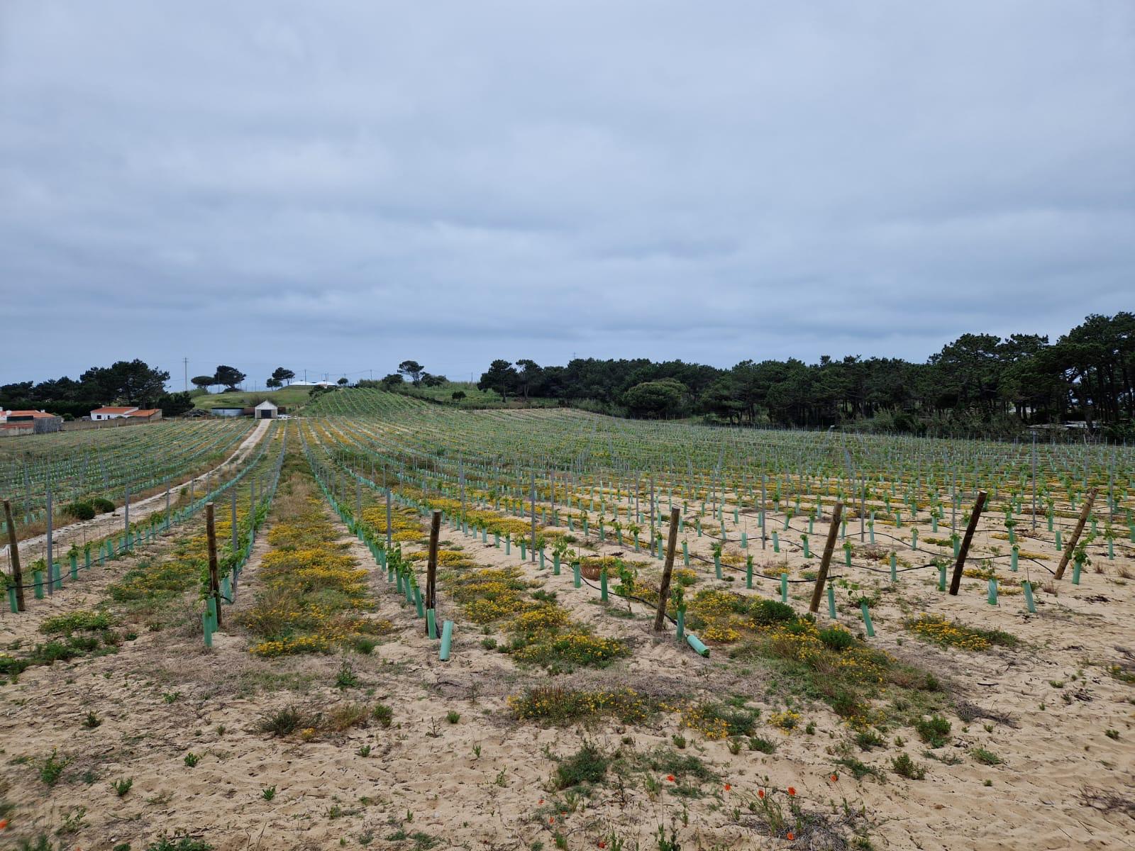 Praia das Maçãs Praia das Maçãs