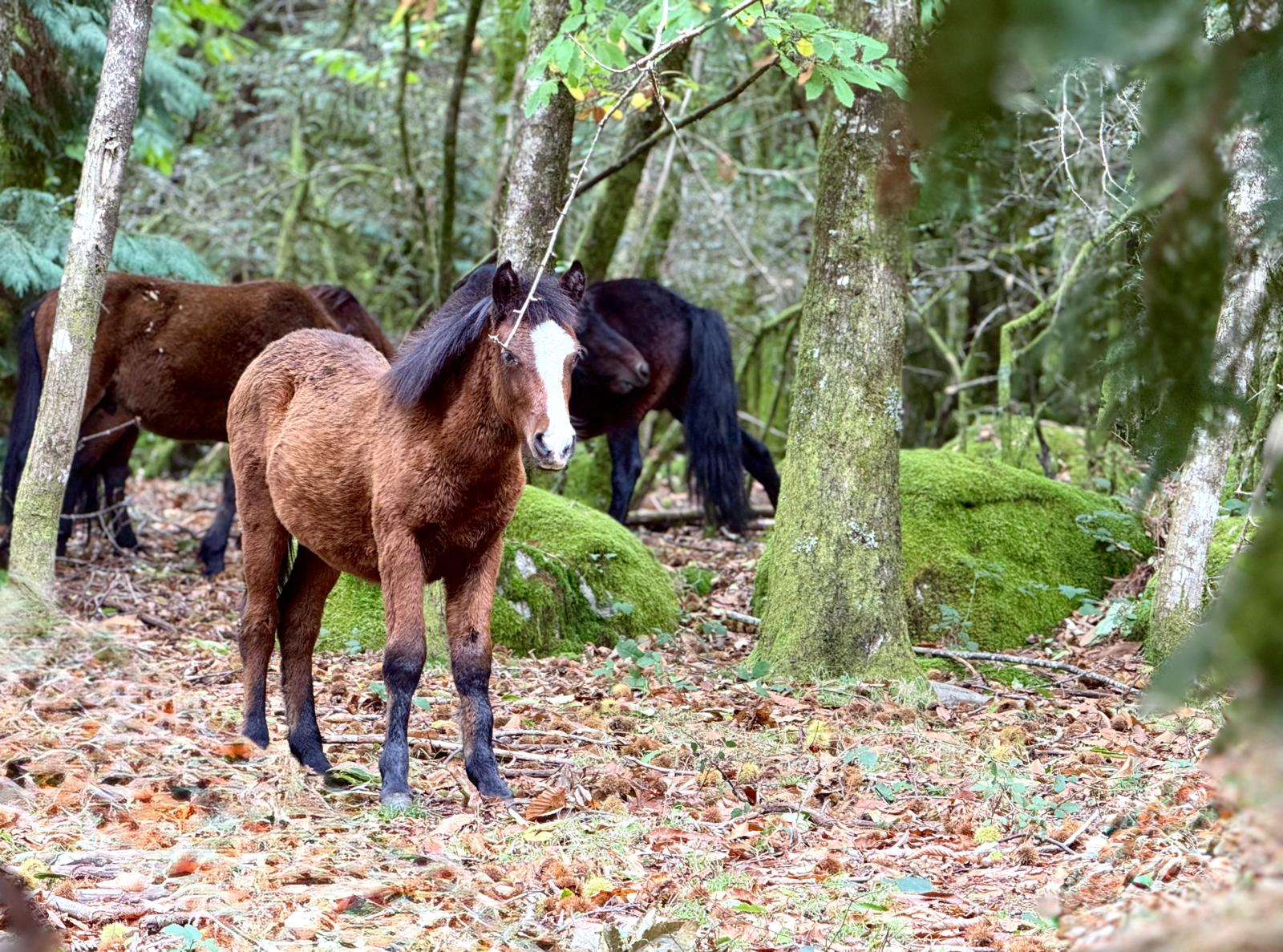 Trilho Corno de Bico: Uma Floresta Mágica
