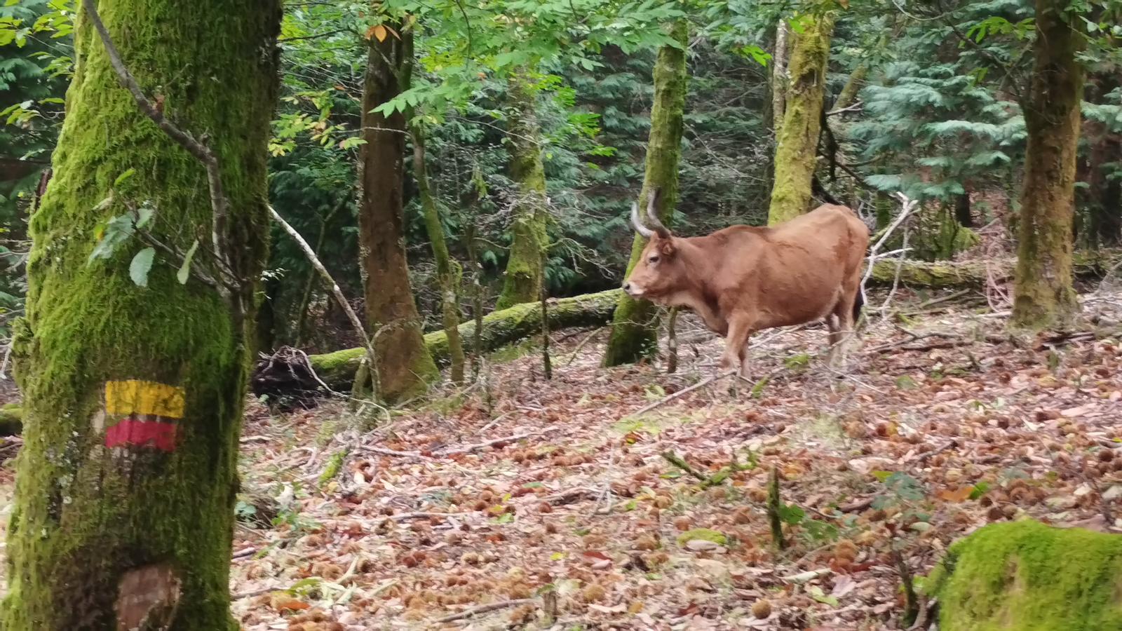 Trilho Corno de Bico: Uma Floresta Mágica