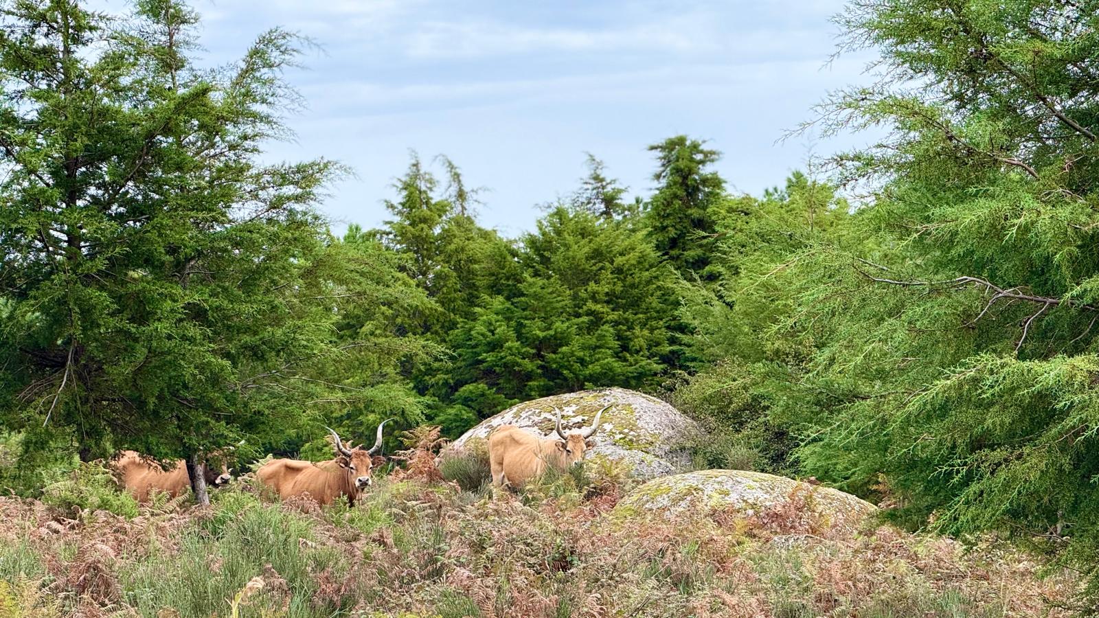 Trilho Corno de Bico: Uma Floresta Mágica