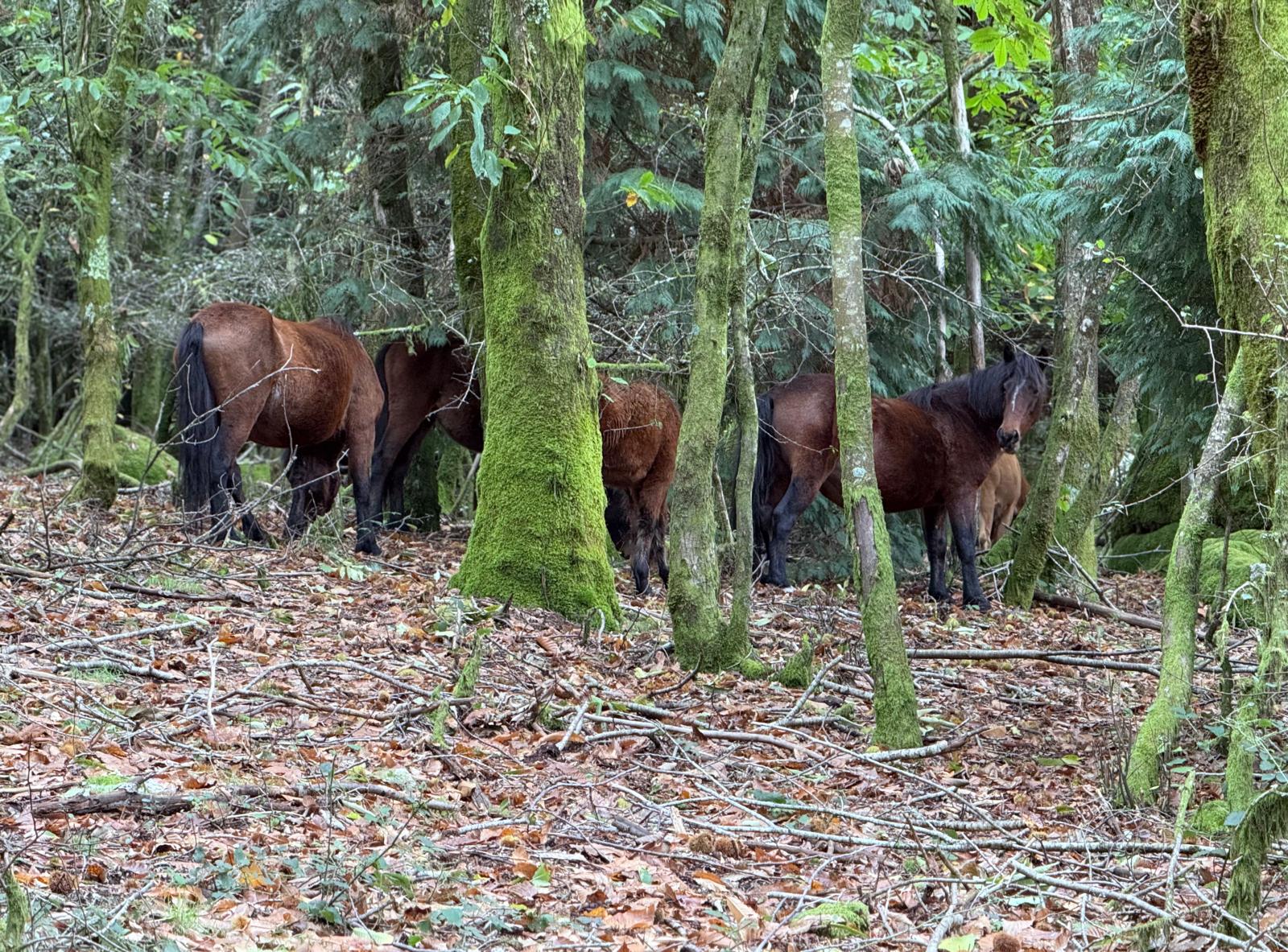 Trilho Corno de Bico: Uma Floresta Mágica