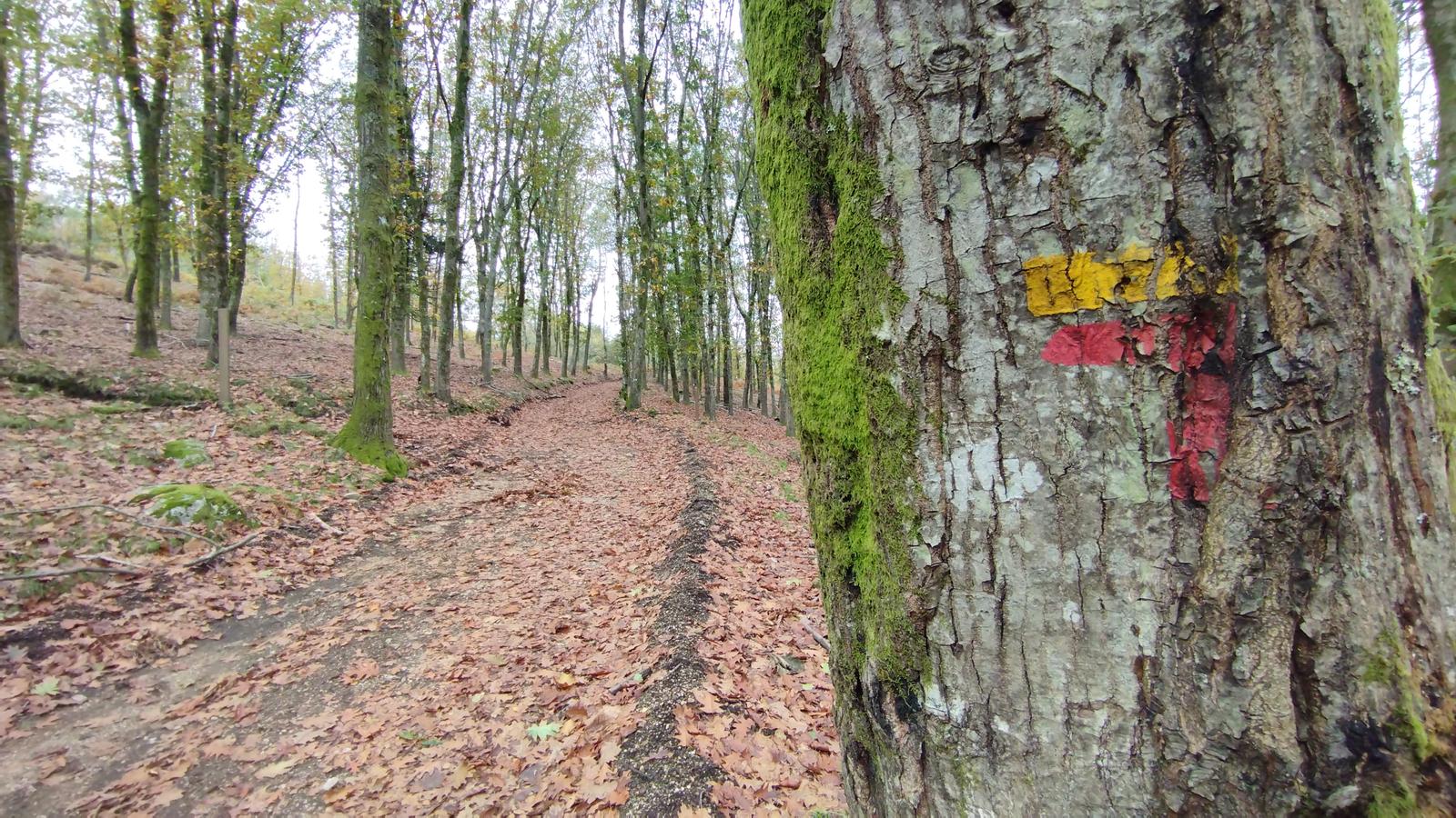 Trilho Corno de Bico: Uma Floresta Mágica