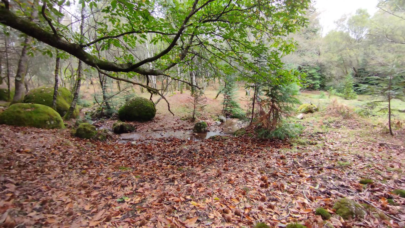 Trilho Corno de Bico: Uma Floresta Mágica