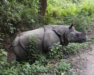 A glimpse of Chitwan National Park.