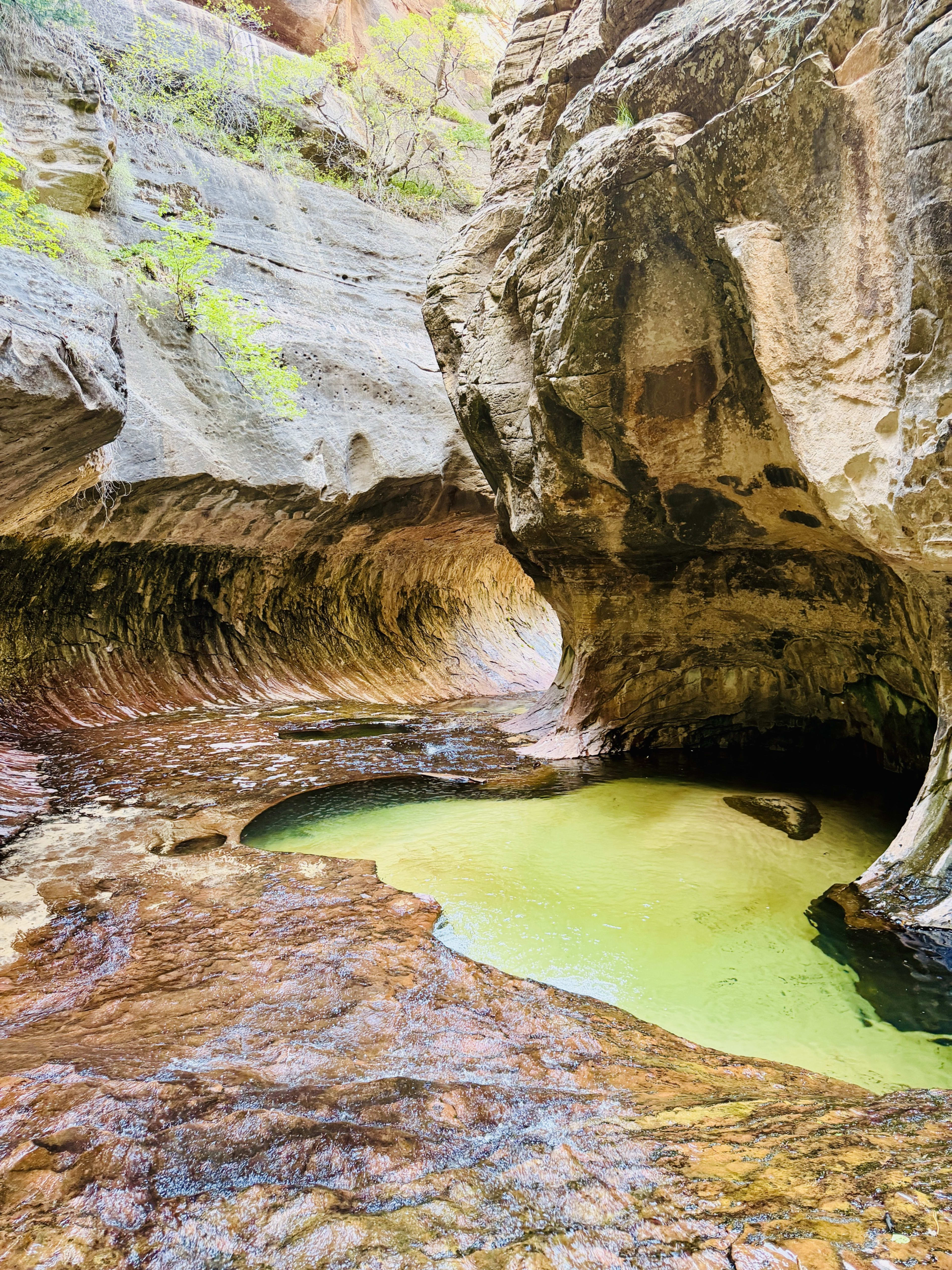Green emerald pool inside the Subway canyon