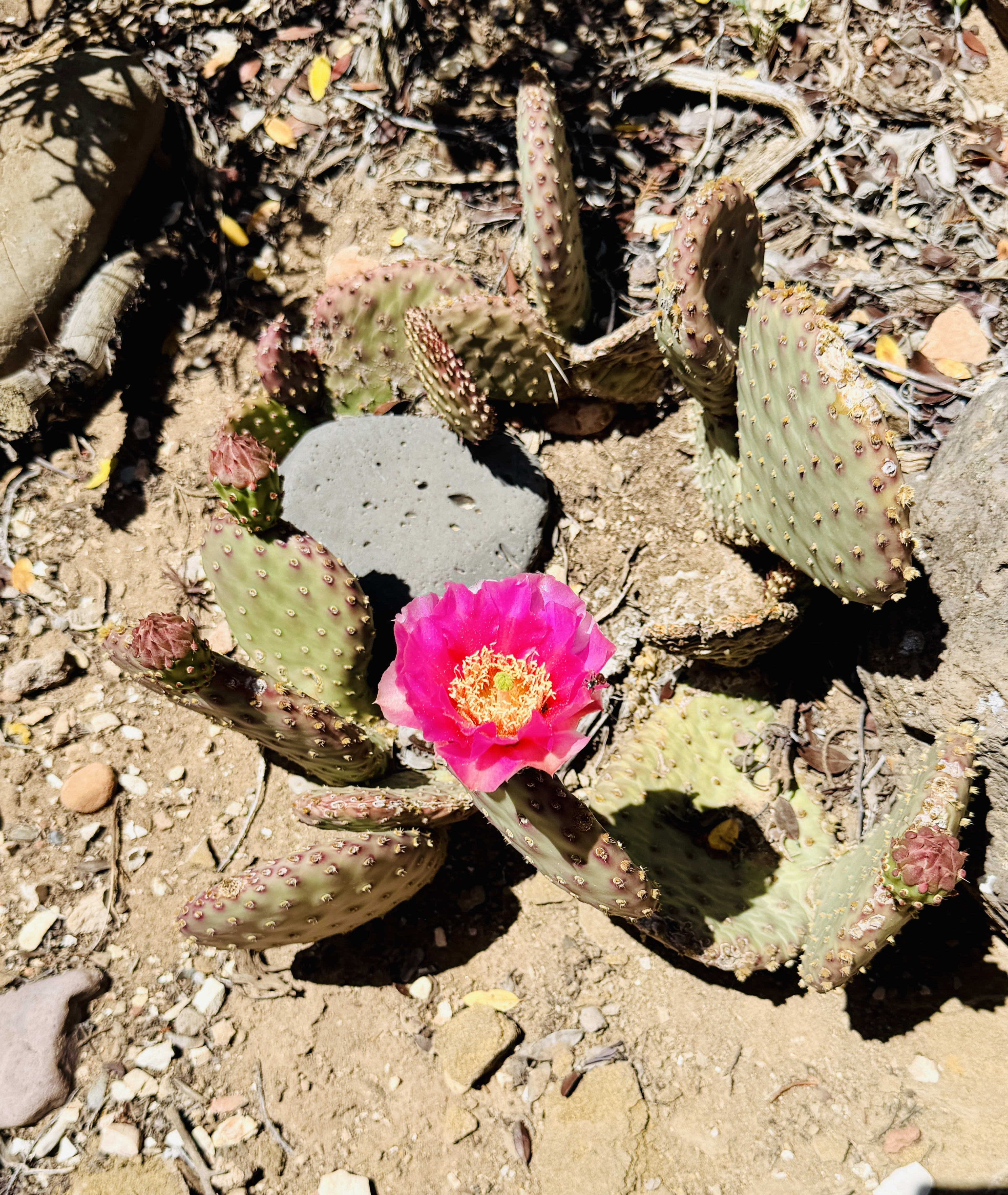 Desert bloom on a cactus in Zion