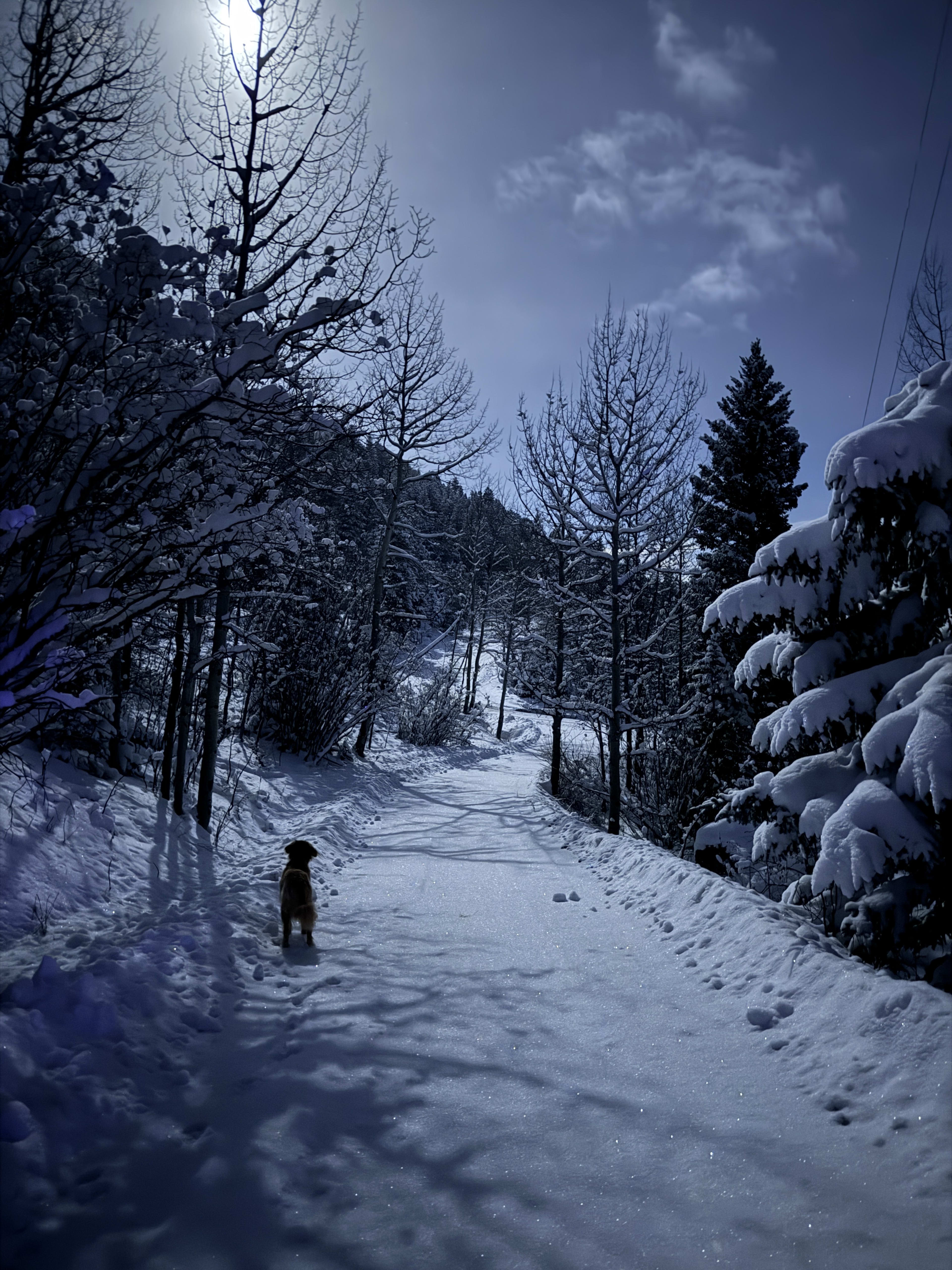 Milton standing on a snow-covered road at night lit by the moon through the aspens
