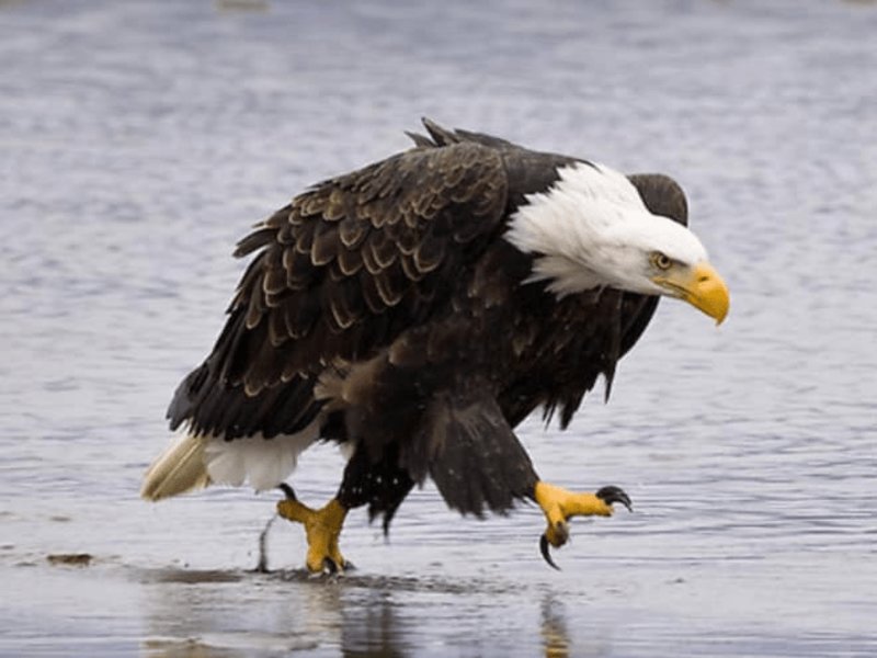 Will We Ever Fly Like An Eagle Again