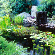 Close up of the pond area and water aquatic plant, biome, botanical garden, ecosystem, fish pond, flora, garden, grass, landscape, landscaping, leaf, nature, nature reserve, old growth forest, plant, pond, reflection, stream, tree, vegetation, water, water feature, watercourse, green