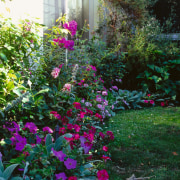 Close up view of the garden. - Close annual plant, flora, flower, flowering plant, garden, landscaping, leaf, plant, shrub, yard, green