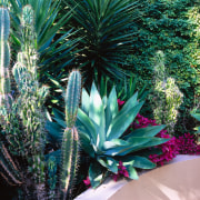 view  of the cacti, agave plants and agave, agave azul, aloe, arecales, flora, leaf, plant, tree, vegetation, teal, black
