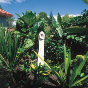 An exterior view of the patio and garden arecales, botanical garden, flora, leaf, palm tree, plant, tree, tropics, vegetation, green, black