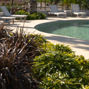 A view of these landscaped gardens and pool arecales, grass, plant, tree, walkway, water, black, brown