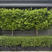 View of garden designed by Robin Shafer Design garden, grass, hedge, lawn, leaf, plant, shrub, tree, green