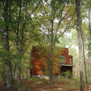 Exterior view of this contemporary remodeled home - autumn, biome, branch, deciduous, ecosystem, forest, grass, grove, house, leaf, nature, nature reserve, path, plant, temperate broadleaf and mixed forest, tree, woodland, brown