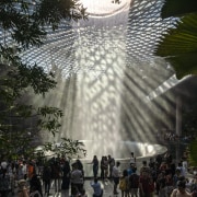 At the heart of Jewel, visitors take in architecture, botany, landmark, light, palm tree, plant, tree, world, black, gray