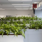 View of Inscape plants. - View of Inscape plant, gray