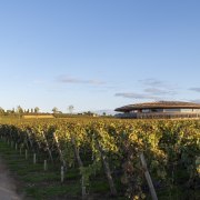 Visitors approach the winery along a tree-lined avenue, 