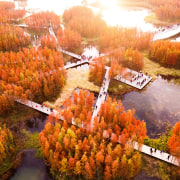 A network of boardwalk and platforms offers visitors 