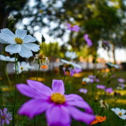 These extremely easy-to-grow bulbs bloom abundantly through springtime. 