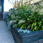 Herbaceous perennial – Arthropodium cirratum. 