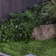 Coprosma Green Rocks; Fuchsia procumbens - Distinctly Aotearoa 