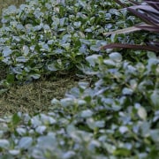 Coprosma Green Rocks, Phormium Black Rage, Coprosma Hawera 