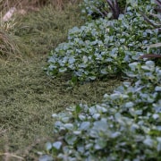 Rather than using a wide variety of species, 