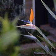 Bird of Paradise (Strelitzia reginae) - Distinctly Aotearoa 