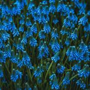 Muscari offer the prettiest of ground cover. Plant 