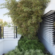 The bamboo is a good choice for this evergreen, grass, house, plant, shrub, tree, green, brown