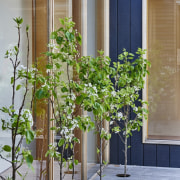 Architect: Irons McDuff ArchitecturePhotography by Nikole Ramsay flower, flowerpot, houseplant, plant, tree, gray