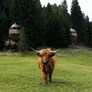 Visiting the treehouse also means you'll have neighbours cattle like mammal, cow goat family, fauna, grass, grassland, grazing, highland, horn, meadow, national park, ox, pasture, texas longhorn, wildlife, black, green