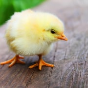 How do organisations end up with chicken coop beak, bird, chicken, close up, fauna, galliformes, gray