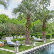 Mature palms stand to attention poolside. - Formal 