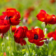 Red ranunculus -  