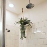 This spider plant gets a drink every time 