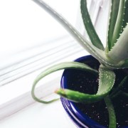 The gel Inside the leaves of the Aloe 