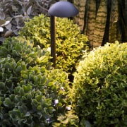 Lighting accentuates the lush plantings. - Swimmer's delight 