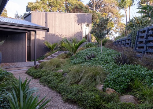 Over time, the dense native planting will continue 