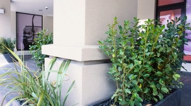 An exterior view of the plaster finish used flowerpot, herb, houseplant, plant, wall, white