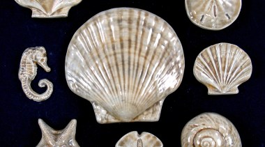 Image of an intricate tile design by Timeless cockle, conchology, nautilida, organism, seashell, black