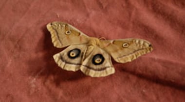 butterfly on sofa - butterfly on sofa - arthropod, bombycidae, butterfly, fauna, insect, invertebrate, moth, moths and butterflies, organism, pollinator, red