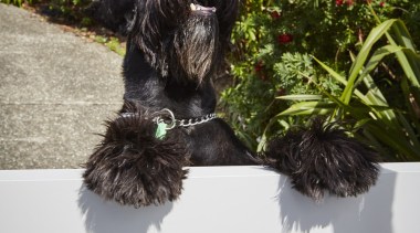 The owners are thrilled with the finished look dog, dog breed, dog like mammal, portuguese water dog, schapendoes, spanish water dog, tree, brown, white