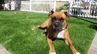 Residential landscape - Residential landscape - boxer | boxer, carnivoran, dog, dog breed, dog like mammal, grass, mammal, old english bulldog, olde english bulldogge, snout, vertebrate, green