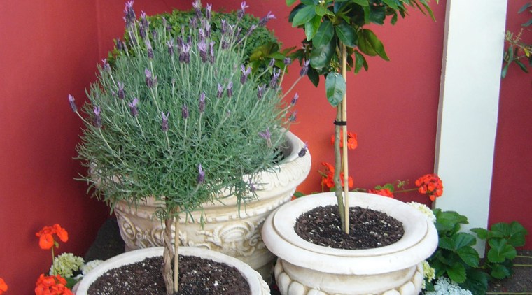 A view of some marble plant pots from evergreen, flower, flowerpot, garden, grass, herb, houseplant, plant, shrub, tree, red