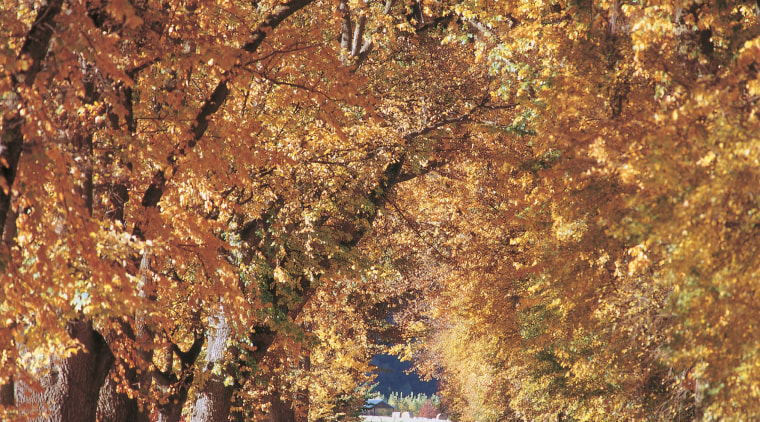 Here is a view of Millbrook Country Club autumn, branch, deciduous, grove, leaf, maidenhair tree, plant, spring, tree, brown, orange
