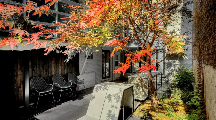 The owners wanted designer Martine Brisson and landscape architecture, autumn, branch, building, deciduous, flower, leaf, maple, maple leaf, nature, plant, red, room, sky, tree, woody plant, brown