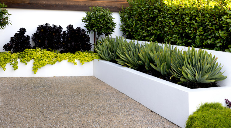 Plants in the planters include purple Aeonium&nbsp;Schwarzkopf&nbsp;and the 