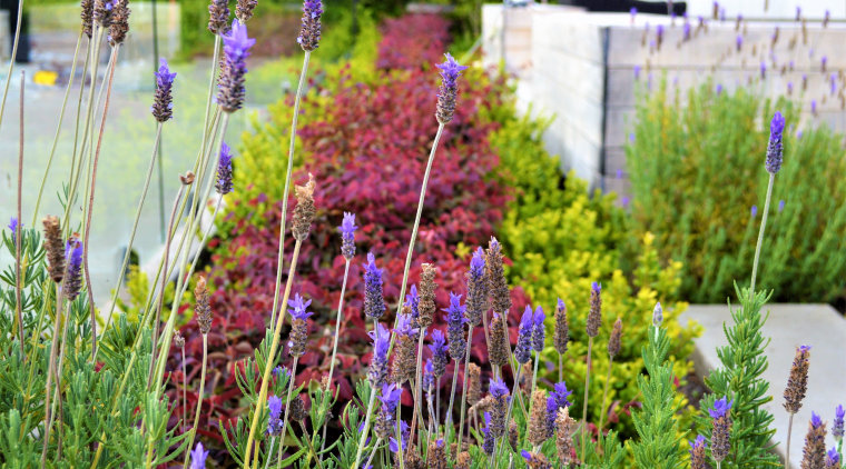 In general, planting was used to soften the 